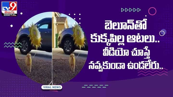 బెలూన్తో కుక్కపిల్ల ఆటలు !! వీడియో చూస్తే నవ్వకుండా ఉండలేరు.. వీడియో బెలూన్తో కుక్కపిల్ల ఆటలు !! వీడియో చూస్తే నవ్వకుండా ఉండలేరు.. వీడియో