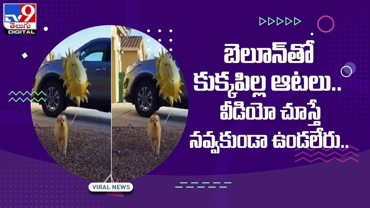 బెలూన్‌తో కుక్కపిల్ల ఆటలు !! వీడియో చూస్తే నవ్వకుండా ఉండలేరు.. వీడియో