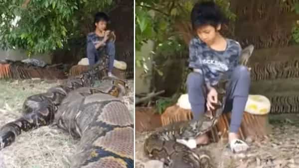 Viral Video: వామ్మో.. వీడి ధైర్యానికి సలాం కొట్టాల్సిందే.. భారీ పైథాన్లతో గేమ్స్ ఆడేస్తున్నాడు.. వైరల్ వీడియో
