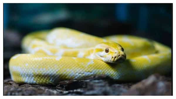 Viral News: చెత్త కుప్పలో బ్లాక్ ప్లాస్టిక్ బ్యాగ్! విప్పి చూస్తే ఒక్కసారిగా షాక్..