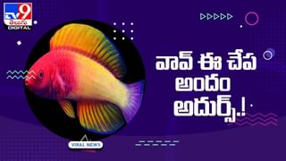 రాకాసి బల్లికి ఎదురెళ్లిన నాగుపాము !! ఏంజరిగిందో చూస్తే షాకే !!