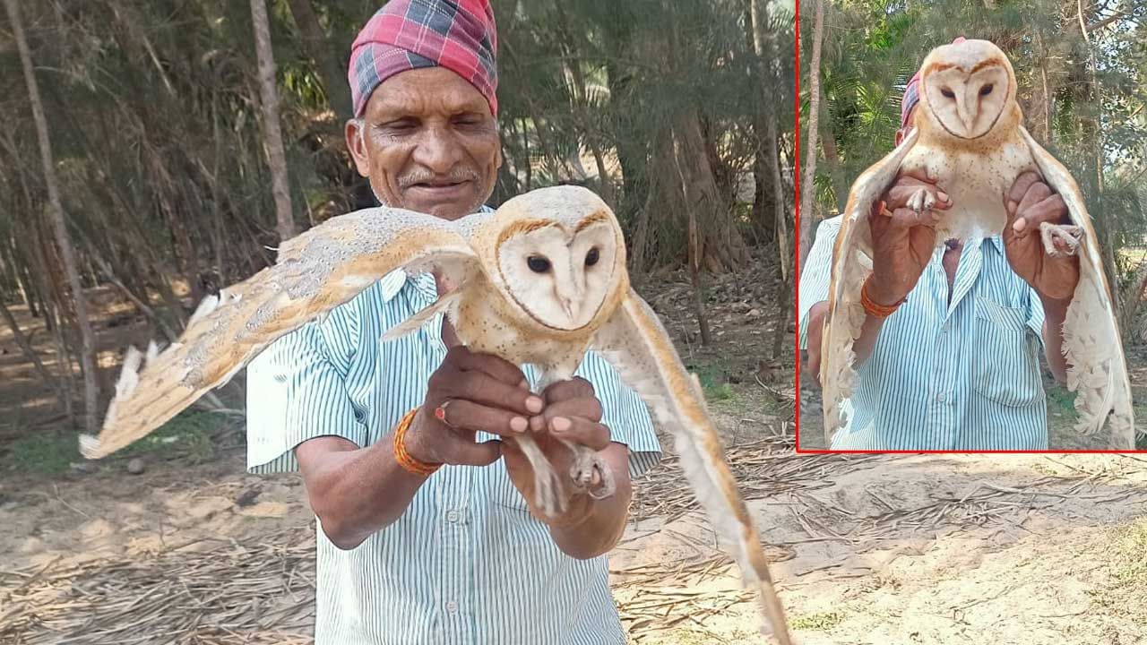 Rare Bird: కొబ్బరి తోటలో ప్రత్యేక్షమైన అరుదైన పక్షి.. ప్రాణం పోసిన రైతు.. అసలేమైందంటే..?