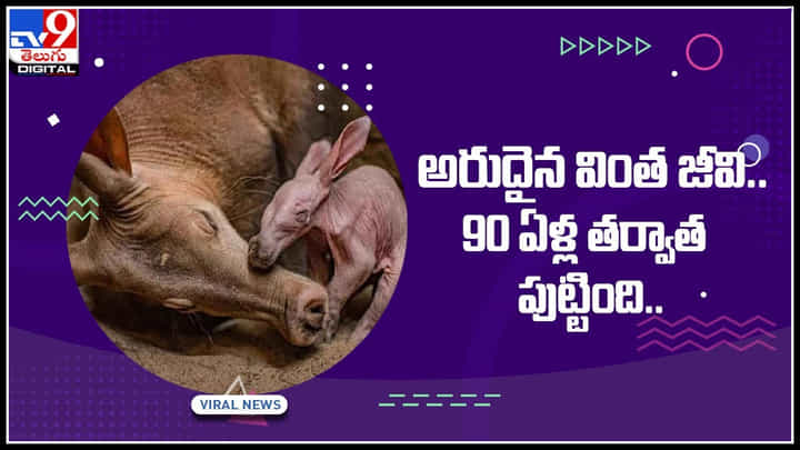 Viral Video: అరుదైన వింతజీవి.. 90 ఏళ్ల తర్వాత పుట్టిన ఆర్డ్ వార్క్.. చారిత్రక ఘటన అంటున్న జూ సిబ్బంది.. (వీడియో) Viral Video: అరుదైన వింతజీవి.. 90 ఏళ్ల తర్వాత పుట్టిన ఆర్డ్ వార్క్.. చారిత్రక ఘటన అంటున్న జూ సిబ్బంది.. (వీడియో)