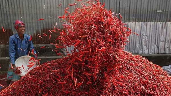 Today mirchi rate: దుమ్మురేపుతున్న మిర్చి ధర.. రికార్డులు బ్రేక్.. క్వింటా రేటెంతో తెలిస్తే షాకే..