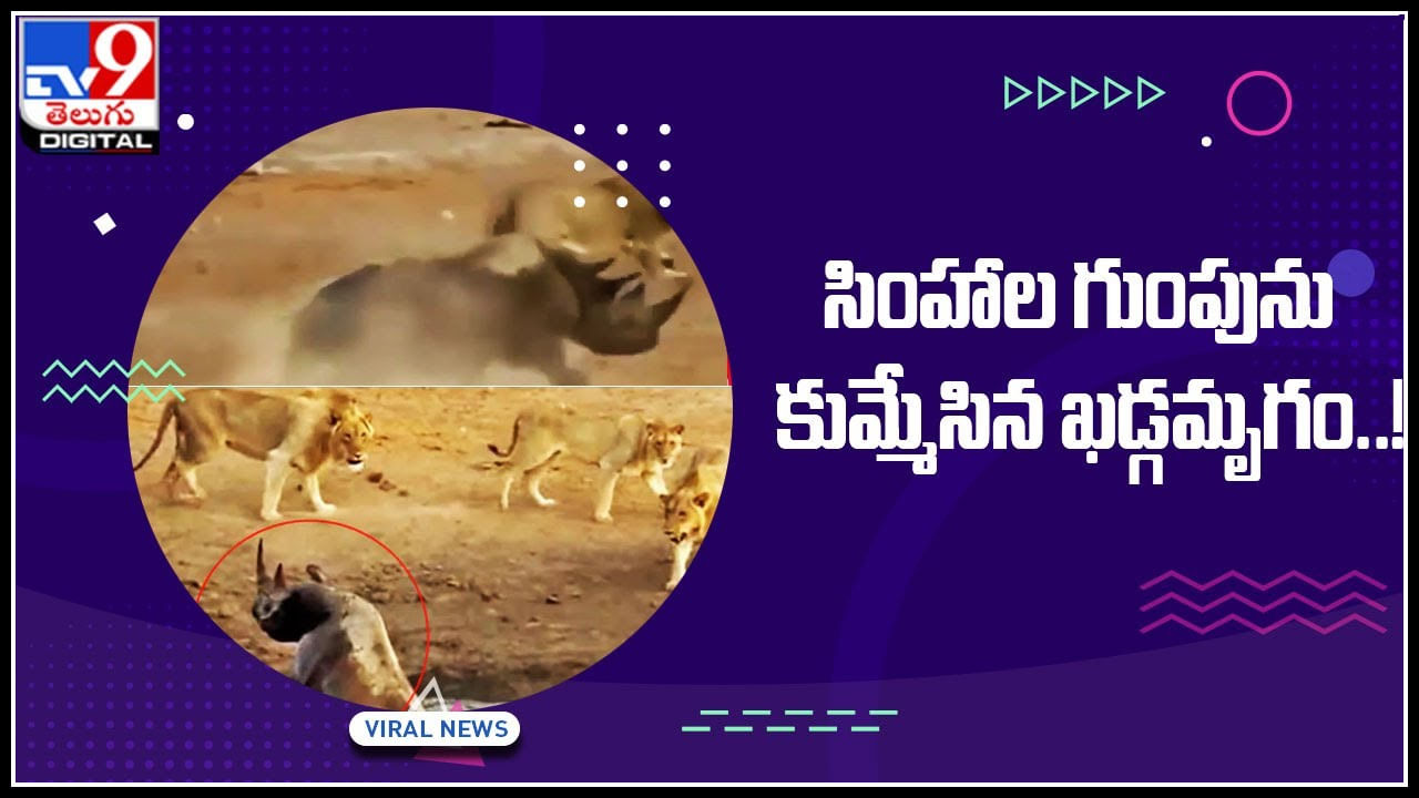 LIon and Rhinocer: మాములుగా లేదుగా వీడియో.. సింహాల గుంపును పరుగులు పెట్టించిన ఖడ్గమృగం.. వైరల్ LIon and Rhinocer: మాములుగా లేదుగా వీడియో.. సింహాల గుంపును పరుగులు పెట్టించిన ఖడ్గమృగం.. వైరల్