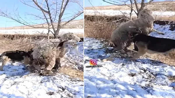 Viral Video: భలే గమ్మత్తు.. కుక్క, గొర్రెల ఫన్నీ వీడియో.. నెట్టింట్లో వైరల్..