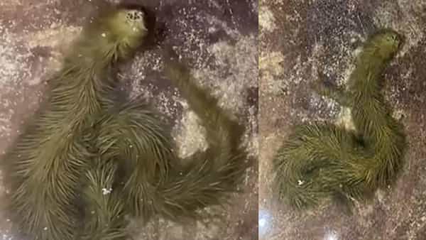 Viral Video: బాబోయ్ ఏంటిది..? గడ్డి అనుకొని టచ్ చేస్తే ప్రాణం పోయేదే.. వీడియో చూస్తే ఫ్యూజులౌట్!