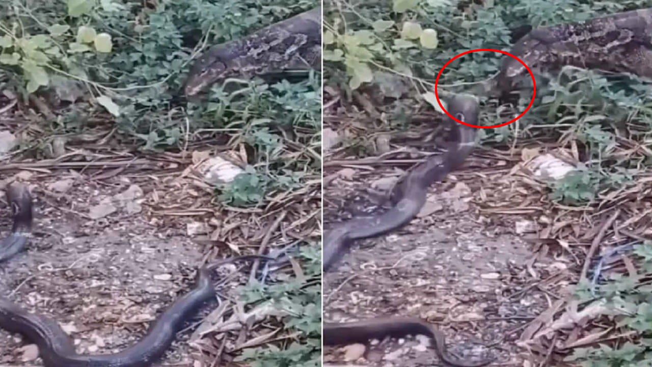 Viral Video: తగ్గేదేలే! రాకాసి బల్లికి ఎదురెళ్లిన నాగుపాము.. వీడియో చూస్తే వణుకు పుట్టాల్సిందే!