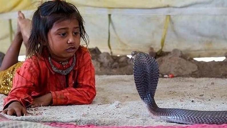 Snakes Village: ఈరోజు మహాశివరాత్రి. శివ భక్తులకు ఈ రోజు ప్రత్యేకం. మనం శివున్ని తలచుకున్న వెంటనే చేతిలో త్రిశూలం, మెడకు పాము చుట్టుకున్న చిత్రం కనిపిస్తుంటుంది. ఇక పాముల విషయానికొస్తే.. పాములంటే ప్రజల్లో చాలా భయం ఉంటుంది. కానీ మహారాష్ట్రలోని షోలాపూర్ జిల్లాలో షెట్పాల్ అనే గ్రామం ఉంది. ఇక్కడ గ్రామంలో మనుషులు ఉన్నట్లు రకరకాల పాములు ఉంటాయి. ఇక్కడ అందరి కుటుంబంలో పాములు ముఖ్యమైనవి. ఈ గ్రామంలో నాగుపాములతో సహా అనేక రకాల పాములు ఉన్నాయి. ఈ గ్రామంలో పిల్లలు పాములతో ఆడుకుంటారు.