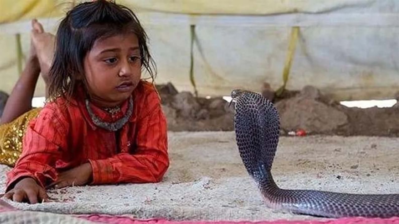 Snakes Village: ఈరోజు మహాశివరాత్రి. శివ భక్తులకు ఈ రోజు ప్రత్యేకం. మనం శివున్ని తలచుకున్న వెంటనే చేతిలో త్రిశూలం, మెడకు పాము చుట్టుకున్న చిత్రం కనిపిస్తుంటుంది. ఇక పాముల విషయానికొస్తే.. పాములంటే ప్రజల్లో చాలా భయం ఉంటుంది. కానీ మహారాష్ట్రలోని షోలాపూర్ జిల్లాలో షెట్పాల్ అనే గ్రామం ఉంది. ఇక్కడ గ్రామంలో మనుషులు ఉన్నట్లు రకరకాల పాములు ఉంటాయి. ఇక్కడ అందరి కుటుంబంలో పాములు ముఖ్యమైనవి. ఈ గ్రామంలో నాగుపాములతో సహా అనేక రకాల పాములు ఉన్నాయి. ఈ గ్రామంలో పిల్లలు పాములతో ఆడుకుంటారు.