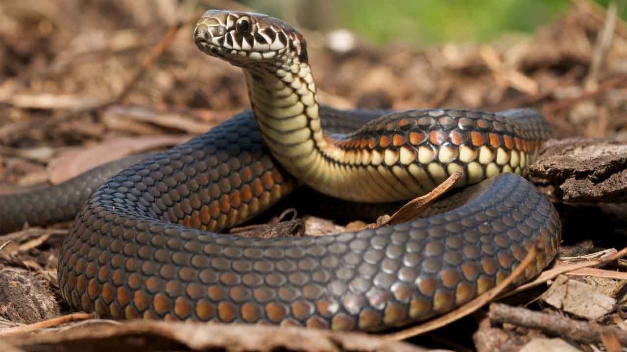 Snake Bite: ఆ కటుంబాన్ని వెంటాడుతున్న పాము.. 45 రోజుల్లో ఆరు సార్లు కాటేసింది..!