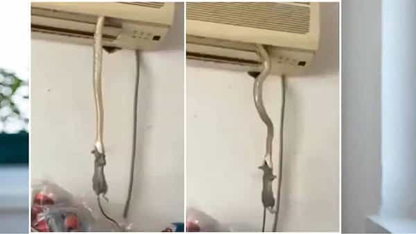 Viral Video: అమ్మ బాబోయ్.. ఏసీ నుంచి ఎలుకను వేటాడిన భారీ పాము.. వీడియో చూస్తే ఫ్యూజులౌట్..