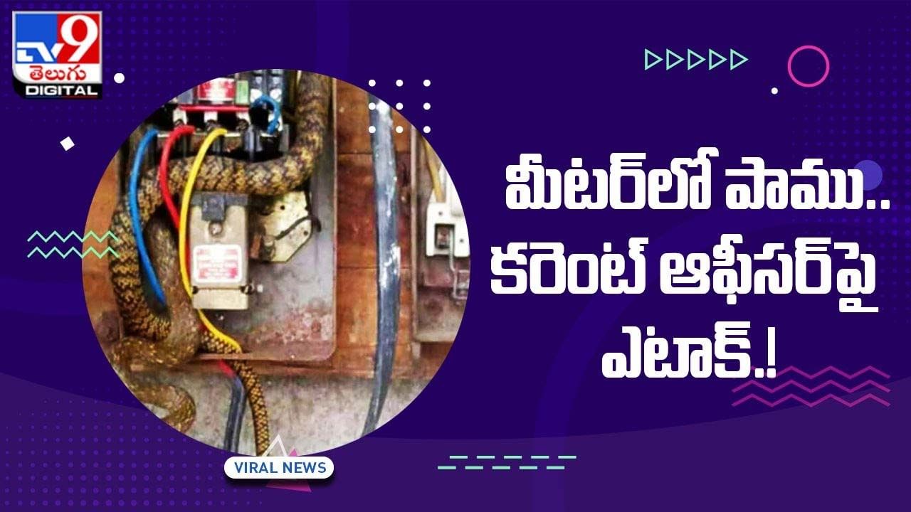 మీటర్‌లో పాము !! తృటిలో తప్పించుకున్న కరెంట్‌ ఆఫీసర్‌..