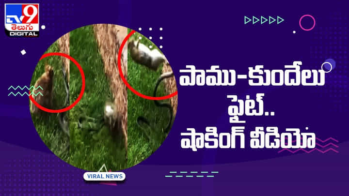 పాము- కుందేలు మధ్య భీకర పోరాటం !! చివరికి ఏమైందంటే ?? షాకింగ్ వీడియో పాము- కుందేలు మధ్య భీకర పోరాటం !! చివరికి ఏమైందంటే ?? షాకింగ్ వీడియో