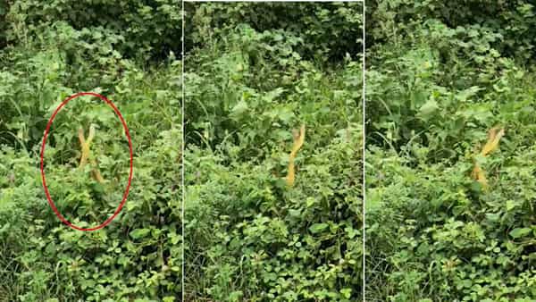 Viral Video: పాముల సయ్యాట.. పచ్చని పొదలలో అరుదైన దృశ్యం.. వీడియో వైరల్
