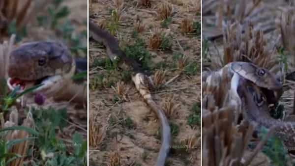 Viral: కన్నంలో ఉన్న పామును బయటకు లాగి కరకరా నమిలి తిన్న మరో పాము.. ఒళ్లు గగుర్పొడిచే వీడియో