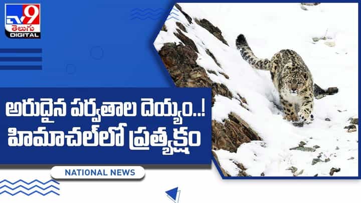 అరుదైన పర్వతాల దెయ్యం !! హిమాచల్లో ప్రత్యక్షం !! అరుదైన పర్వతాల దెయ్యం !! హిమాచల్లో ప్రత్యక్షం !!