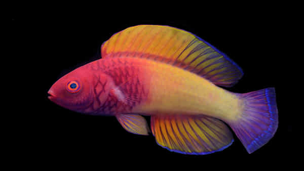 Rare Fish: అరుదైన కొత్త జాతి చేపను కనుగొన్న శాస్త్రవేత్తలు.. దాన్ని చూసేందుకు మీ రెండు కళ్లు చాలవు