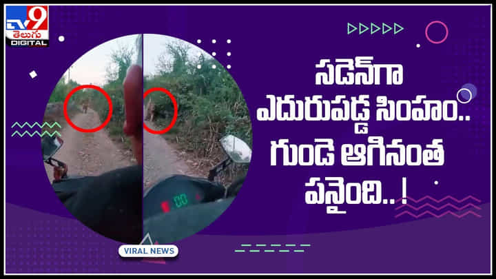 Lion On Road: రోడ్డుపై వెళ్తున్న వ్యక్తులకు సడెన్గా ఎదురుపడ్డ సింహం.. గుండె ఆగినంత పనైంది.. ! వైరల్ వీడియో Lion On Road: రోడ్డుపై వెళ్తున్న వ్యక్తులకు సడెన్గా ఎదురుపడ్డ సింహం.. గుండె ఆగినంత పనైంది.. ! వైరల్ వీడియో