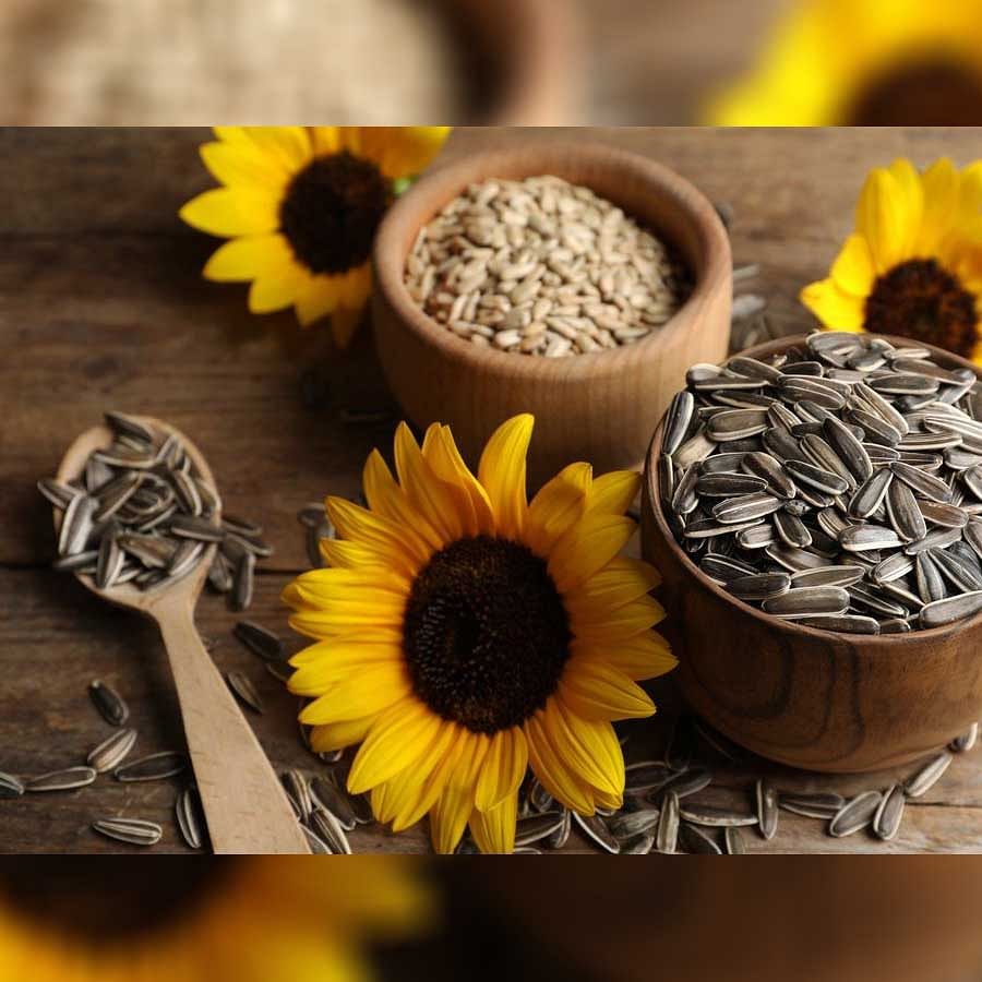 Sunflower seeds benefits: పొద్దుతిరుగుడు విత్తనాల్లో ఆరోగ్యానికి మేలు చేసే పోషకాలు అధికంగా ఉంటాయనే విషయం తెలుసామీకు? అవును.. ఈ విత్తనాలను ఆహారంలో భాగంగా తీసుకుంటే కలిగే ప్రయోజనాలేమిటో తెలుసుకుందామా..