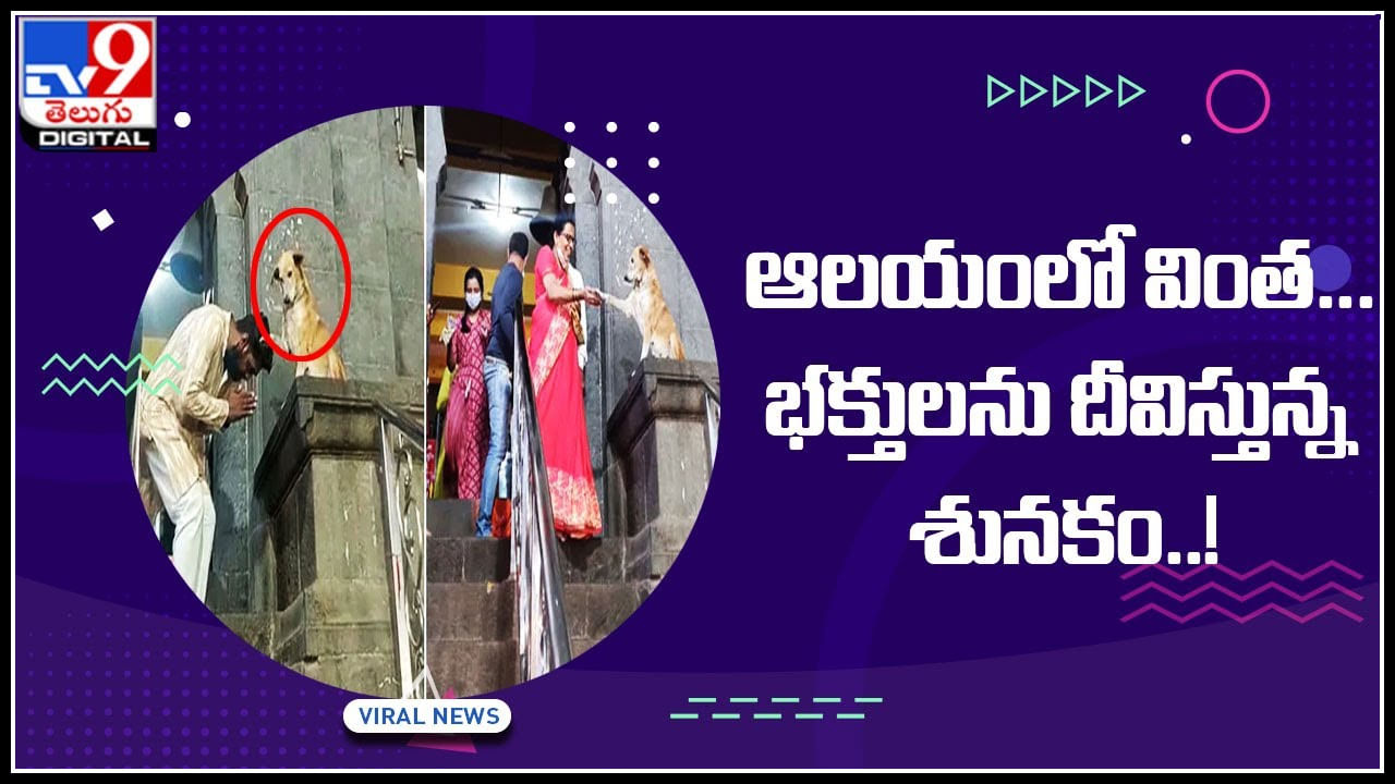 Dog Viral Video: ఆలయంలో వింత సంఘటన.. భక్తులను ఆశీర్వదిస్తున్న శునకం.. దైవలీలే అంటున్న భక్తులు..