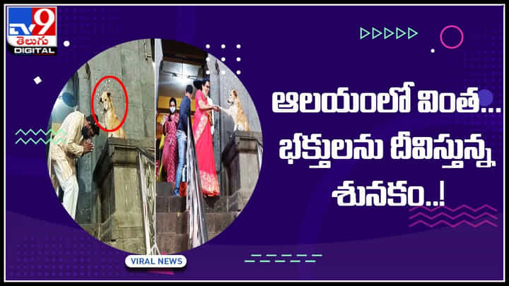 Dog Viral Video: ఆలయంలో వింత సంఘటన.. భక్తులను ఆశీర్వదిస్తున్న శునకం.. దైవలీలే అంటున్న భక్తులు.. Dog Viral Video: ఆలయంలో వింత సంఘటన.. భక్తులను ఆశీర్వదిస్తున్న శునకం.. దైవలీలే అంటున్న భక్తులు..