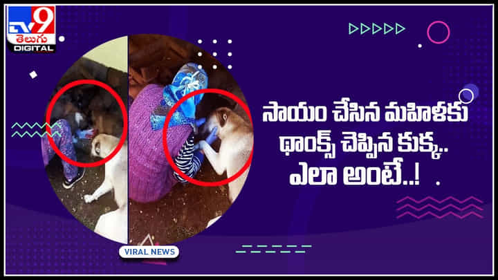 Viral Video: సాయం చేసిన మహిళకు థాంక్స్ చెప్పిన కుక్క.. ఎలా అంటే..! హృదయాలను కదిలిస్తున్న వీడియో Viral Video: సాయం చేసిన మహిళకు థాంక్స్ చెప్పిన కుక్క.. ఎలా అంటే..! హృదయాలను కదిలిస్తున్న వీడియో