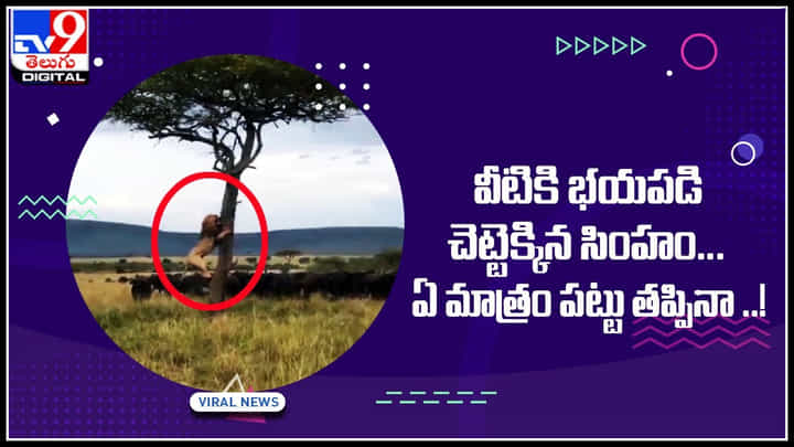 Lion viral Video: సింహం అయితే ఏంటి..? వీటికి భయపడి చెట్టెక్కిన సింహం... ఏ మాత్రం పట్టు తప్పినా..!(వీడియో) Lion viral Video: సింహం అయితే ఏంటి..? వీటికి భయపడి చెట్టెక్కిన సింహం... ఏ మాత్రం పట్టు తప్పినా..!(వీడియో)