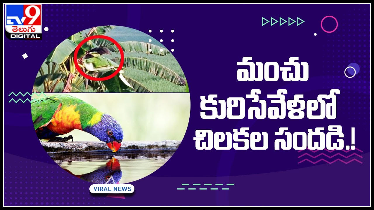 parrots Video: మంచు కురిసే వేళలో.. పైగా ఉషోదయం.. కొమ్మల చాటున చిలకల సందడి.! చూడటానికి సరిపోని రెండు కళ్ళు..(వీడియో)