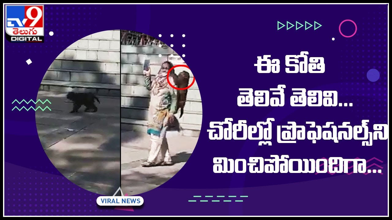 Monkey  Viral Video: దీని దుంప తెగ ఈ కోతిది ఎమన్నా తెలివా..? చోరీల్లో ప్రొఫెషనల్స్‌ని మించిపోయిందిగా...వీడియో