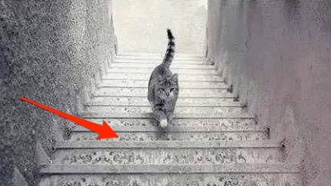This Cat Is Going Up Or Dow