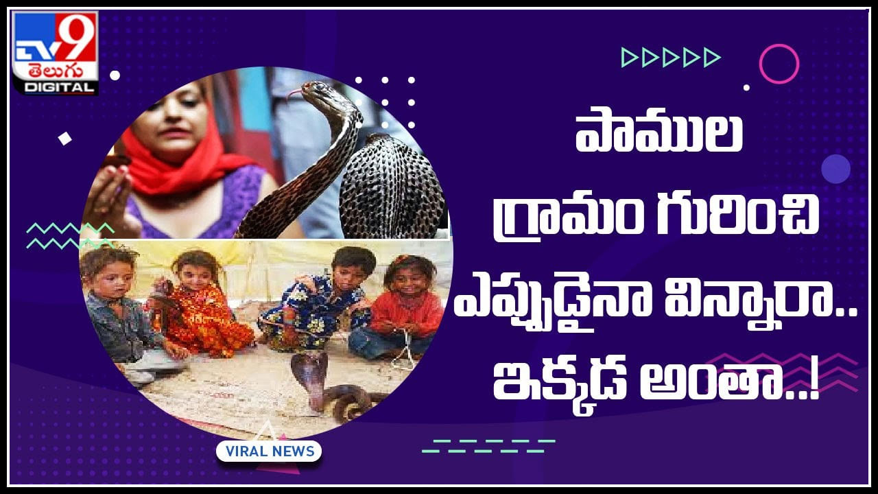 Snakes Village: పాముల గ్రామం గురించి ఎప్పుడైనా విన్నారా.. నమ్మలేని షాకింగ్ విషయాలు ఈ వీడియోలో..