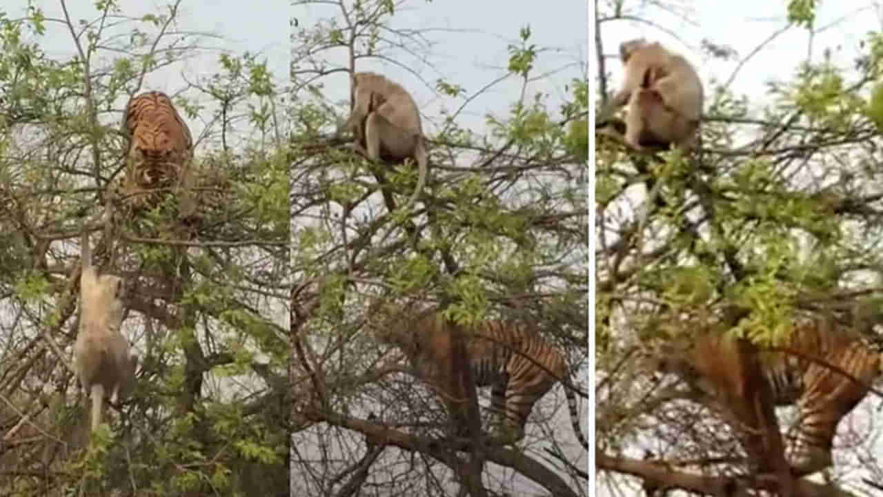 Viral Video: అట్లుంటది మనతోని.. పట్టపగలే పులికి చుక్కలు చూపించిన కోతి.. చూస్తే మైండ్ బ్లాంకే!