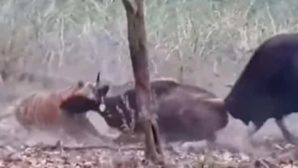 Viral Video : పులి నుంచి ఫ్రెండ్ను కాపాడుదాం అనుకుంది కానీ సీన్ రివర్స్ అయ్యింది..