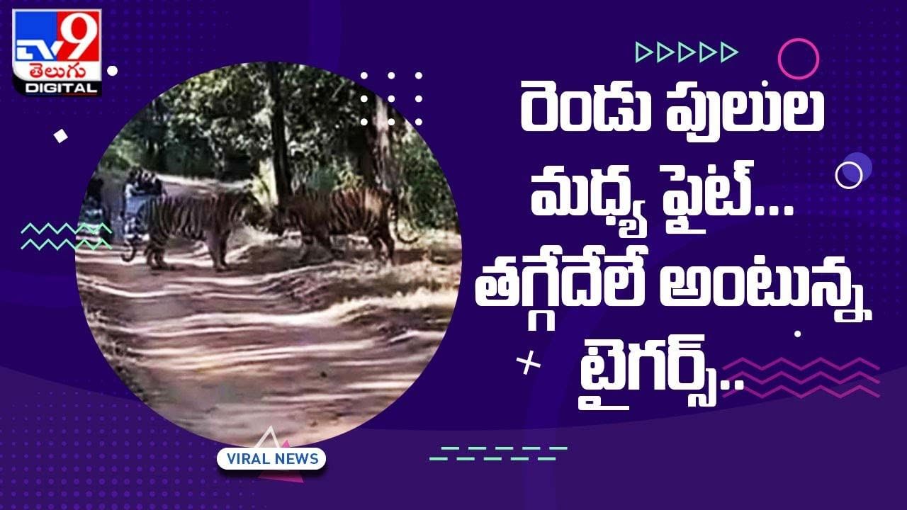 Viral Video: రెండు పులుల మధ్య ఫైట్ !! తగ్గేదేలే అంటున్న టైగర్స్ !! వీడియో Viral Video: రెండు పులుల మధ్య ఫైట్ !! తగ్గేదేలే అంటున్న టైగర్స్ !! వీడియో