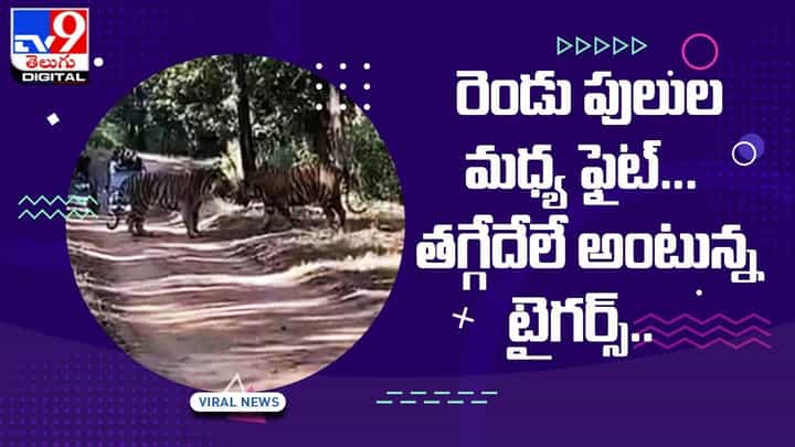 Viral Video: రెండు పులుల మధ్య ఫైట్ !! తగ్గేదేలే అంటున్న టైగర్స్ !! వీడియో Viral Video: రెండు పులుల మధ్య ఫైట్ !! తగ్గేదేలే అంటున్న టైగర్స్ !! వీడియో