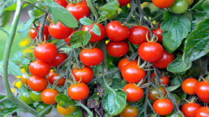 Tomato Prices: దారుణంగా పడిపోయిన టమాటా ధరలు.. మార్కెట్లో ఎంత ఉందంటే..?