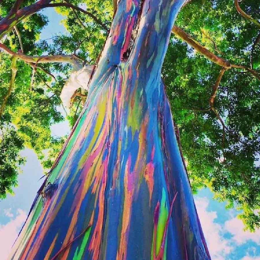 Colorful Trees: సాధారణంగా చెట్లకు కలర్ అనేది ఉండదు. ఒకే రకంగా ఉంటాయి. లావుగా, సన్నగా ఉంటాయి తప్ప రకరకాల కార్లలో చెట్లు పెరుగుతాయి ఎవ్వరికి తెలియవు. కానీ ఇక్కడ పెరిగే చెట్లు రకరకాల కాలర్స్‌తో  ఉండటం వింతగా అనిపించవచ్చు. ఇటీవల IFS అధికారి సుశాంత్ నందా రెయిన్‌బో యూకలిప్టస్ చిత్రాలను సోషల్‌ మీడియాలో పంచుకున్నారు. ఈ చెట్టు ఇంద్రధనస్సు రంగులకు ప్రసిద్ధి చెందింది. 