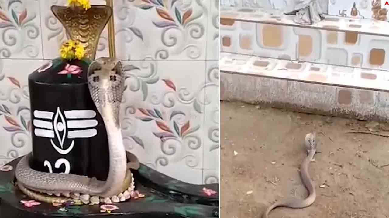 Viral Video: శివలింగం దగ్గరకు వచ్చిన నాగుపాము.. ఆ తర్వాత ఏం జరిగిందంటే..