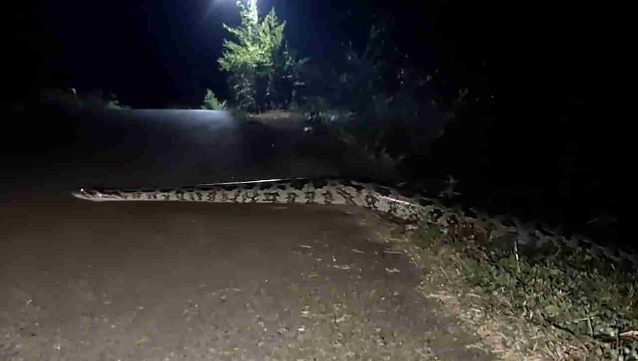 Fact Check: అనంతపురంలో పది అడుగుల పైథాన్‌.! నెట్టింట వైరల్‌ అవుతోన్న వీడియో. అసలు నిజం ఏంటంటే..