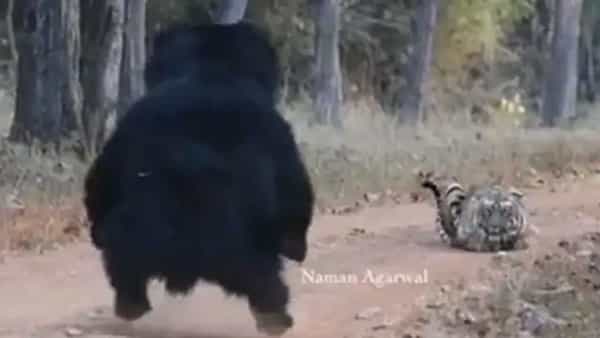 Viral Video: పెద్ద పులి, ఎలుగుబంటి ముఖాముఖి.. జంగిల్ బుక్లో దృశ్యం అంటూ నెట్టింట్లో వీడియో వైరల్