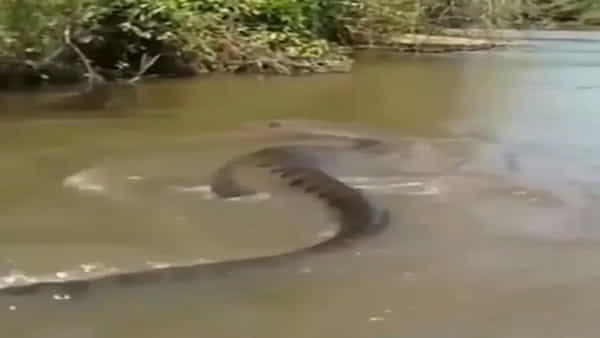 Video Viral: ఈ భారీ అనకొండను మీరెప్పుడైనా చూశారా..?.. సోషల్ మీడియాలో వీడియో వైరల్