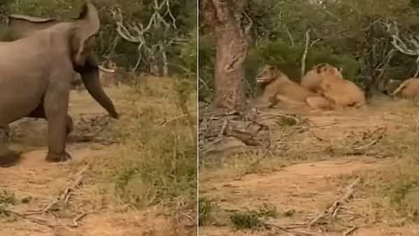 Viral Video: గజరాజుకు కోపం వస్తే మృగరాజైనా తోకముడవాల్సిందే..! సింహాలకే సుస్సు పొయించిన ఏనుగు.. షాకింగ్ వీడియో