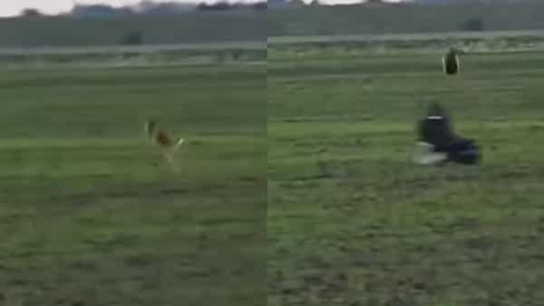 Video Viral: అట్లుంటది మరి మనతోని.. వేటాడాలనుకున్న గద్దకు దిమ్మతిరిగే షాకిచ్చిన కుందేలు.. మైండ్ బ్లోయింగ్ వీడియో..