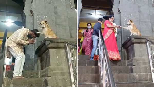 Maharastra: ఆలయంలో వింత సంఘటన.. భక్తులను ఆశీర్వదిస్తున్న శునకం.. భగవంతుని లీల అద్భుతం అంటూ వీడియో వైరల్