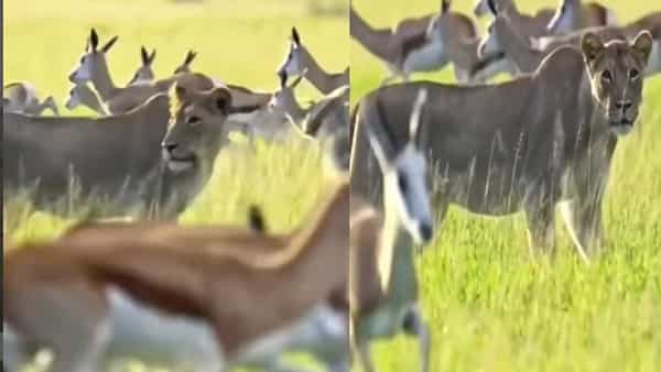 Viral Video: రౌండప్ చేసి కన్య్ఫూజ్ చేయకండి.. కన్య్ఫూజన్లో ఎక్కువ తినేస్తా.. ఫన్నీ వీడియో వైరల్..