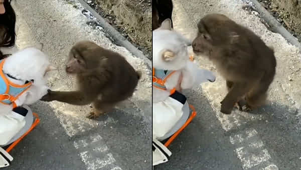 Viral Video: క్యూట్ పిల్లికి ఫిదా అయిన కొంటె కోతి.. నెట్టింట వైరల్ అవుతున్న వీడియో..