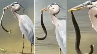 World Biggest Car: ప్రపంచంలోనే అతిపెద్ద కారు ఇది.! ఏకంగా 60 అడుగుల పొడవు.. పూర్తి వివరాలు ఈ వీడియో..