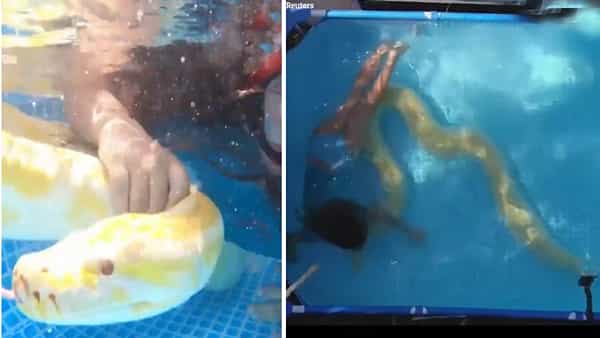 Viral Video: వామ్మో.. ఈ పాపను చూడండి ఈ కొండ చిలువతో ఎలా ఆడుకుంటుందో.. వీడియో వైరల్