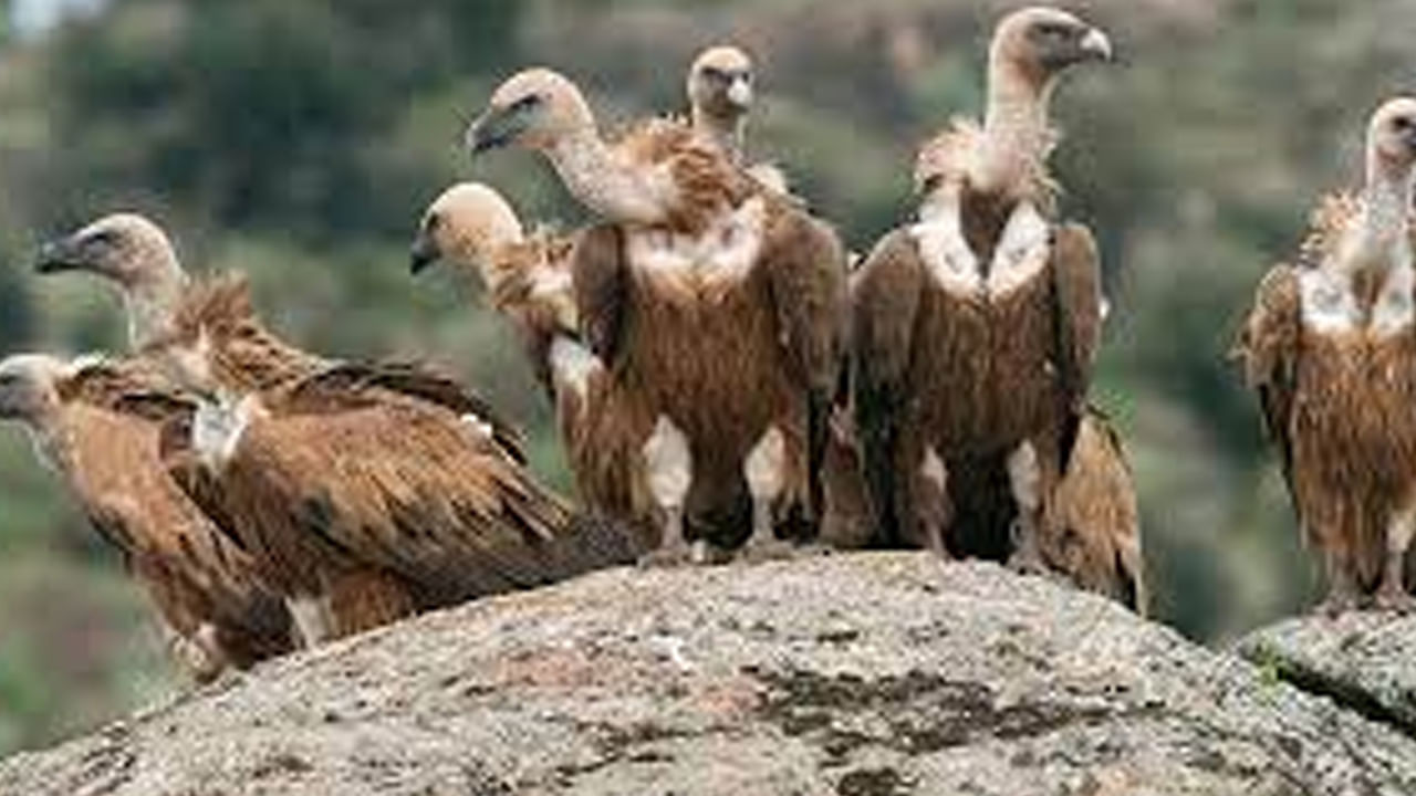 Vultures: ఒకేసారి వంద రాబందుల మృతి.. ప్రాణాపాయ స్థితిలో మరికొన్ని.. అసలేమైందంటే..